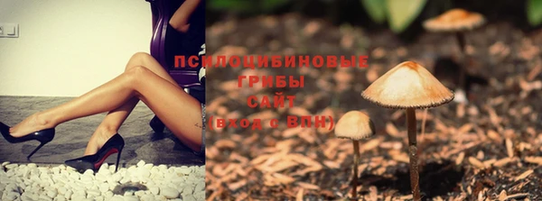 сатива Горняк